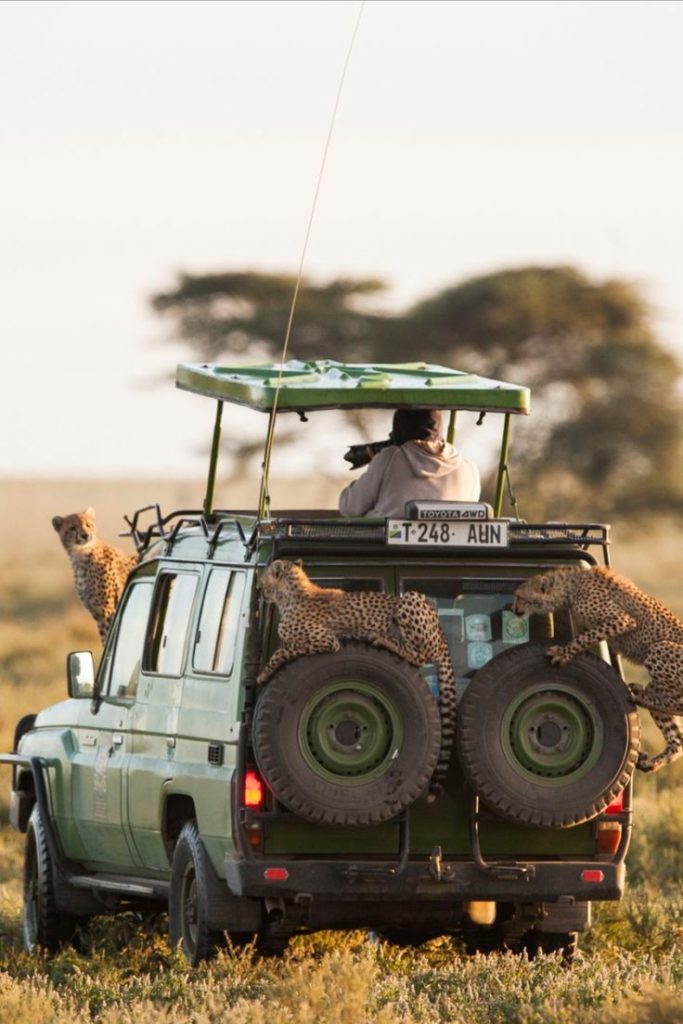 Self-Drive vs. Guided Safari in Uganda: An Honest Comparison